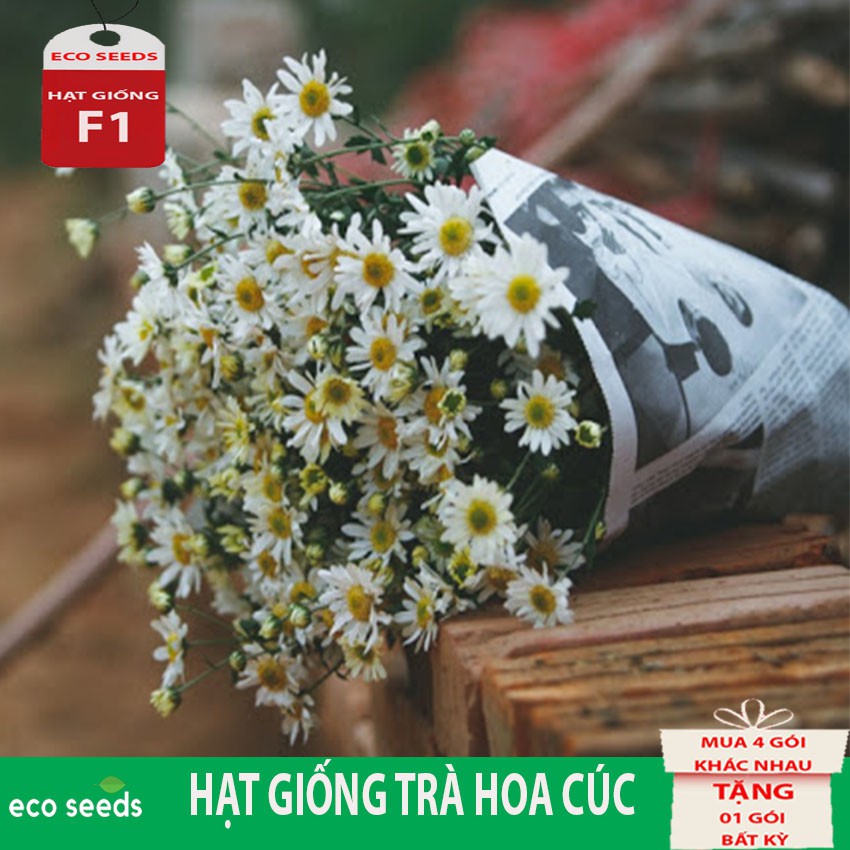 HẠT GIỐNG TRÀ HOA CÚC H1 Eco seeds KLT 3g. Hoa cúc nhỏ có màu trắng hoặc vàng. Có vị ngọt hơi đắng, tính mát. Dùng an th