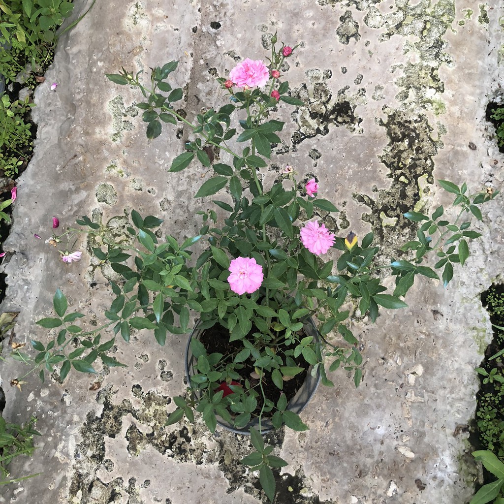 Hồng bụi Sweet Chariot Rose cho hoa màu tím rượu vang bông chùm