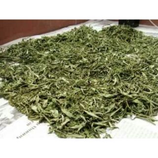 Cây ngải cứu khô
