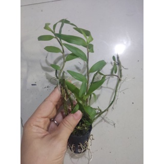 Lan giả hạc Pháp giống