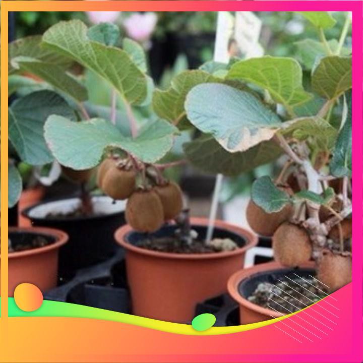 Hạt Giống Cây Kiwi - 30 Hạt VIETGAR