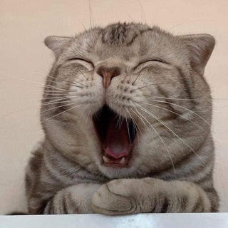 Thức ăn cho mèo - Cỏ mèo Catnip