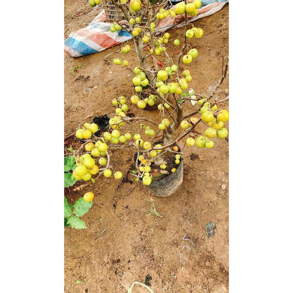 CÂY GIỐNG TÁO MINI NHANH RA TRÁI