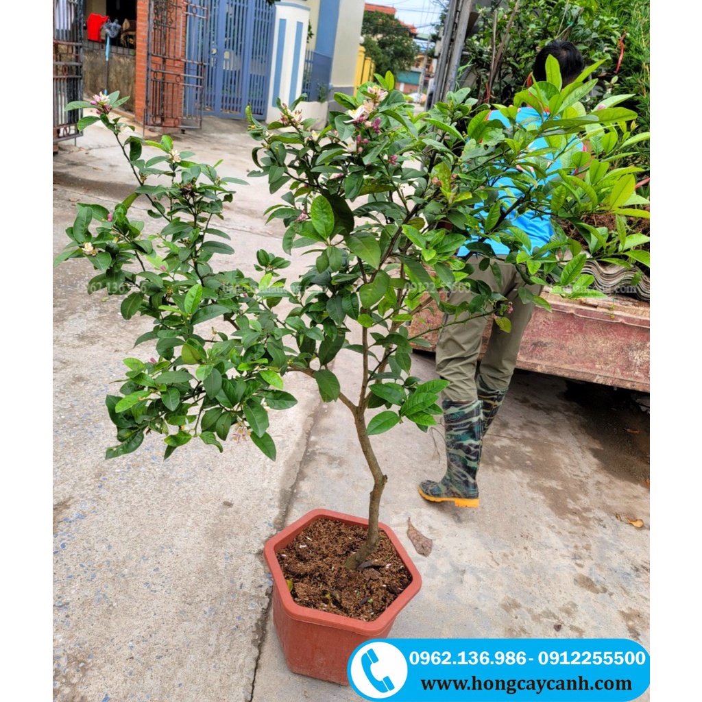 Cây Chanh Ta II Cây Ăn Quả