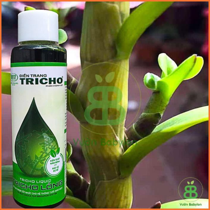 (HOT) Trichoderma Dạng Lỏng Trị Nấm, Vi Khuẩn, Cải Tạo Đất