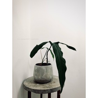 Chậu Xi Măng Thúng 20x18cm