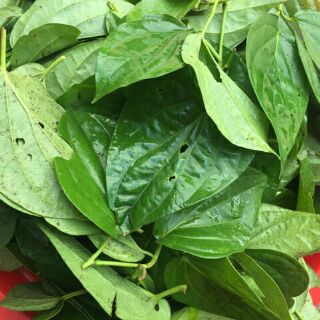 100g bột lá trầu không