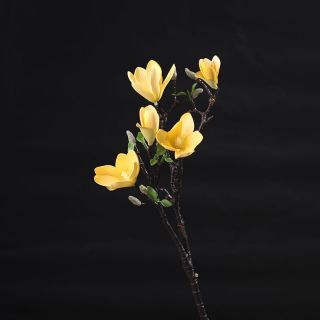 Hoa mộc lan cao cấp