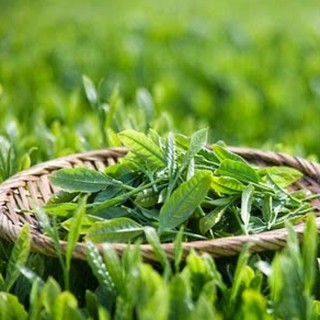 Shop Trà - Cafe Tâm Thanh