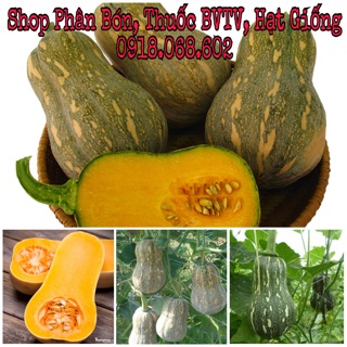 Hạt giống Bí Hồ Lô (Bí Đậu). Giống nảy mầm tốt, ít sâu bệnh, trái to, thịt dẻo ngon.