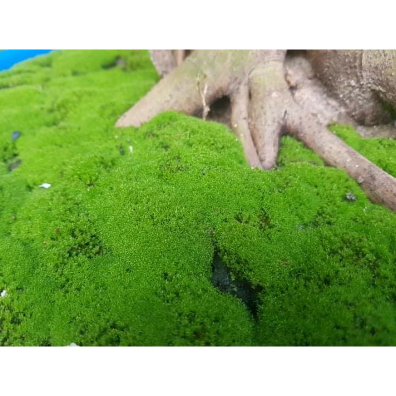 Rêu Nhung bán cạn làm tiểu cảnh