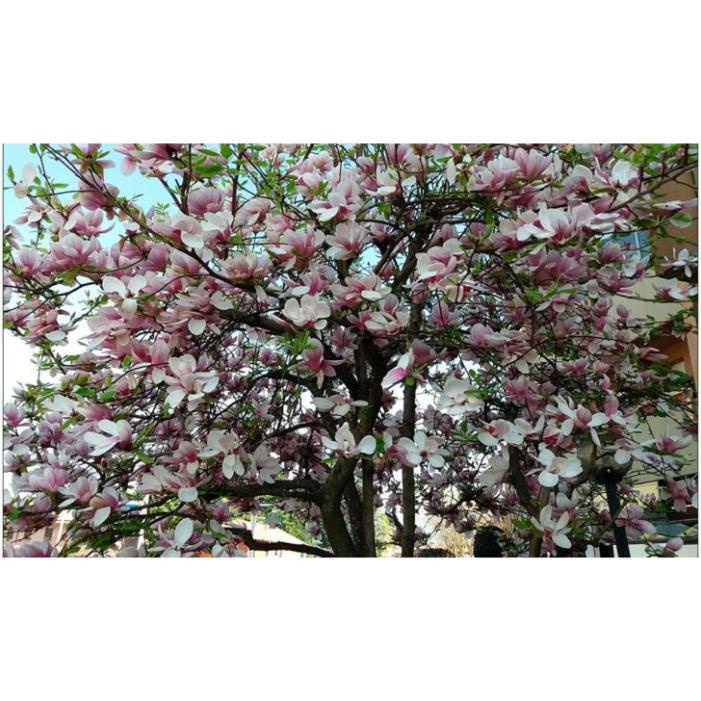 Cây giống Mộc Lan Siêu Nụ