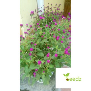 Gói 100 hat giống cúc bách nhật màu tím VINMARK HẠT GIỐNG