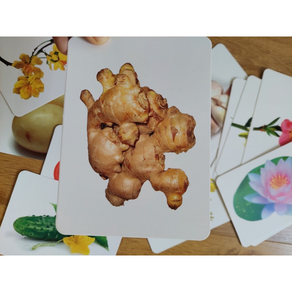 Thẻ học thông minh kích thước lớn 12x16cm chủ đề rau củ và hoa -  Flashcard TGXQ Glenn doman chuẩn