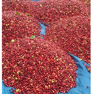Cà phê Robusta Honey dùng cho pha máy
