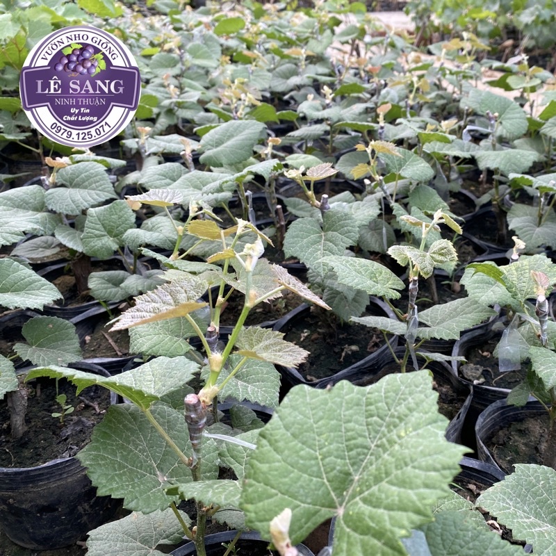 Cây Nho Giống Mẫu Đơn Shine Muscat.