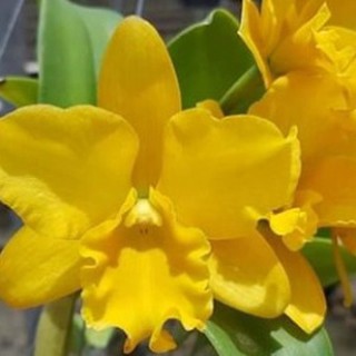 Lan cattleya cây giống ,lan cát