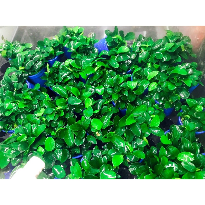 Cây Ráy Thủy Sinh Nana Mini Japan - Anubias Nana Mini Japan