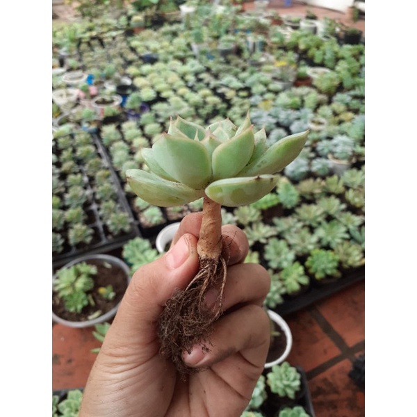 Sen đá liên đài trắng sz bầu