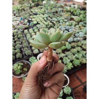 Sen đá liên đài trắng sz bầu