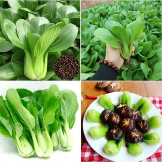 Combo 3 gói hạt giống rau cải chíp ( 3 gói 60gr )