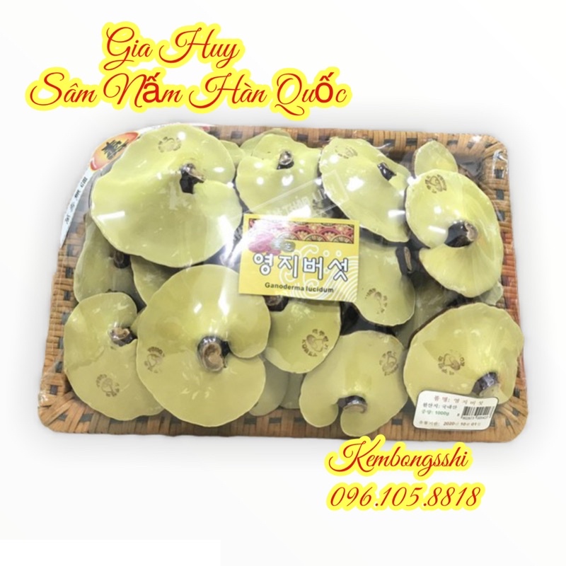 [HÀNG MỚI] Nấm linh chi Vàng dạng khay HÀN QUỐC