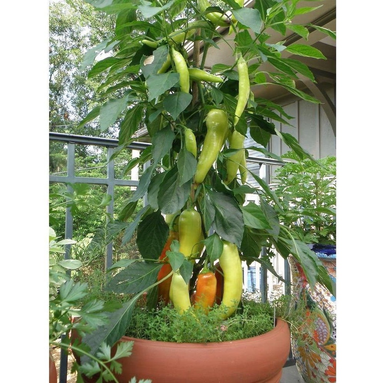 Hạt giống Ớt Chuối Ngọt (SWEET BANANA PEPPER) - 30 Hạt - Hạt nhập khẩu chọn lọc tỷ lệ nảy mầm 96%