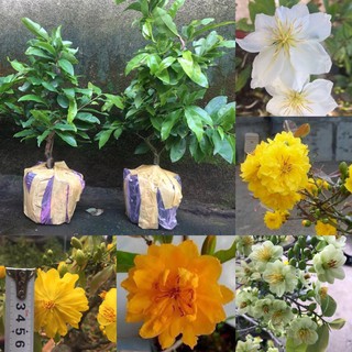 cây mai ghéo bonsai 340k gốc đẹp TẶNG 1 CÂY GIỐNG ( CHỌN GIỐNG QUA GHI CHÚ )