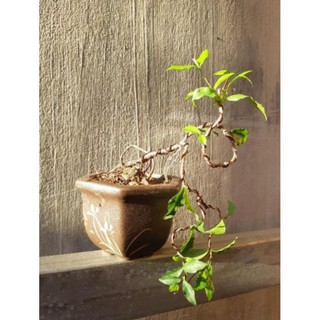 hồng ngọc mai siêu mini