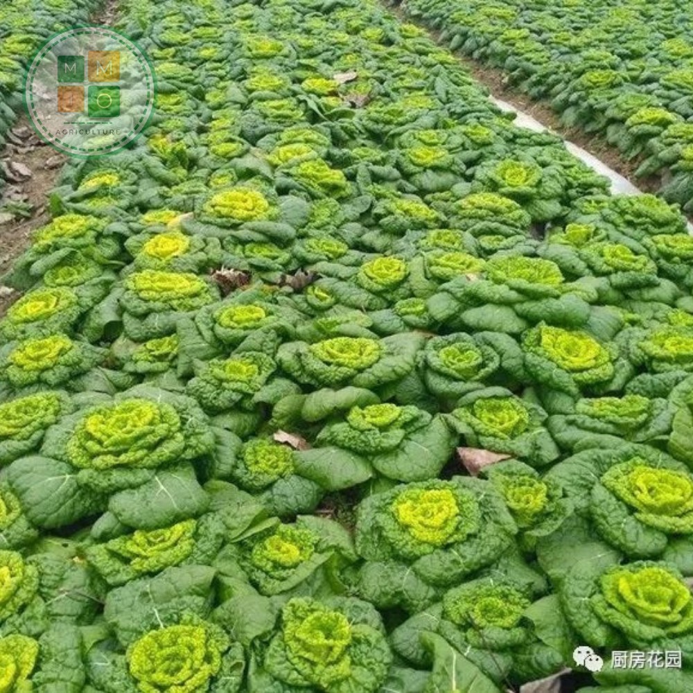Hạt giống hoa bắp cải Thần Tài
