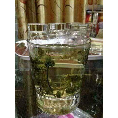 nụ hoa tam thất