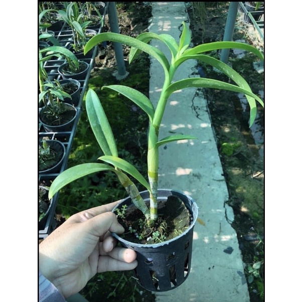 Denro xưa hắc long