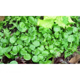 Hạt Giống Xà Lách Xoong Mỹ Chịu Nhiệt, Dễ Trồng 1gr