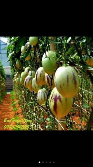 Hạt giống dưa pepino- gói 4 hạt