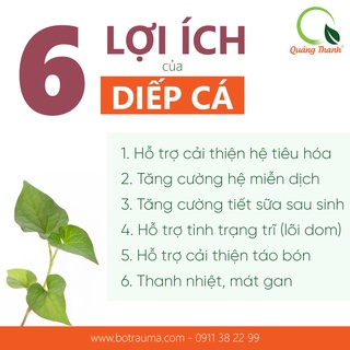 Bột diếp cá quảng thanh 100% nguyên chất sấy lạnh - mát gan - ảnh sản phẩm 3