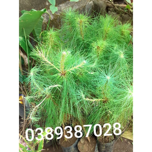2 cây thông cao khoảng 60cm