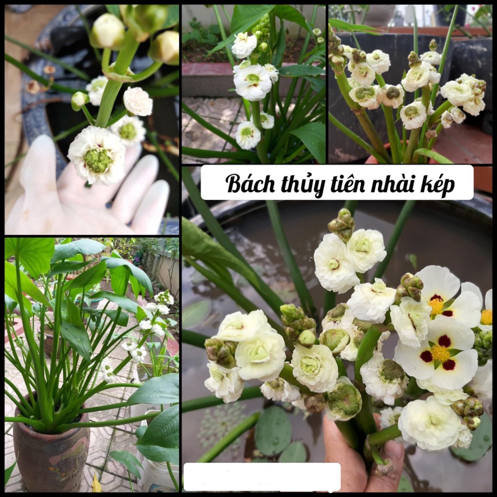 Cây BÁCH THỦY TIÊN nhài kép