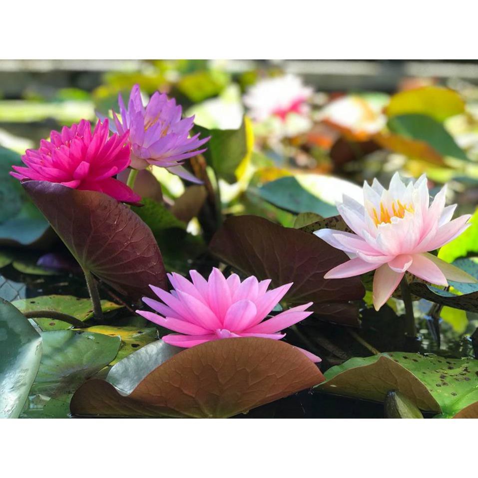 Hạt giống hoa súng mini nhiều màu đẹp chịu nhiệt 4 mùa trồng chậu, sân vườn ban công nảy mầm cao 5 hạt RADO 847