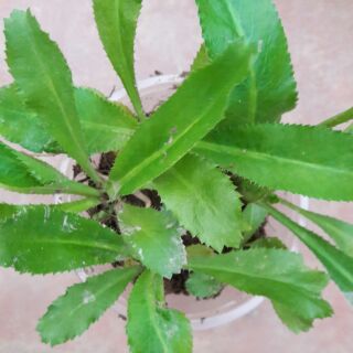 Cây mùi tàu( ngò gai) 5 cây