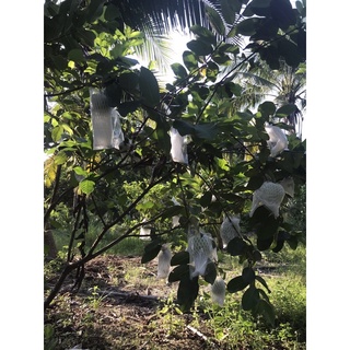 Ổi Lê 35k/kg