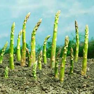 Hạt giống măng tây xanh 20 hạt