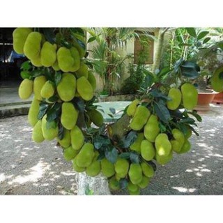 Cây mít thái siêu sớm