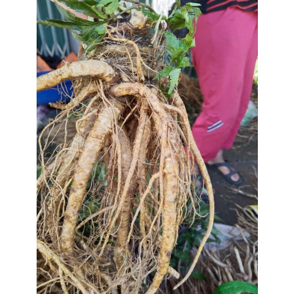 1 kg sâm đương quy size 2 củ