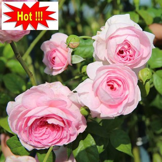 Hoa hồng leo ngoại
