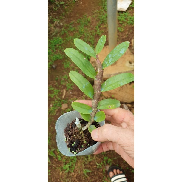 [Siêu Sale] giã hạc hồng bích quyết độc lạ rất đẹp chiều cao 10-15 cm dể trồng dể chăm sóc