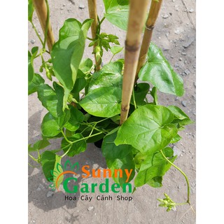 Cây Hoa Thiên Lý, Cao 30-40cm