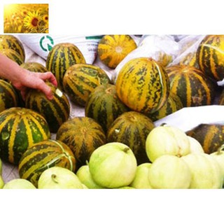 Hạt Giống Dưa Bở Thơm Cao Sản (20 Hạt)