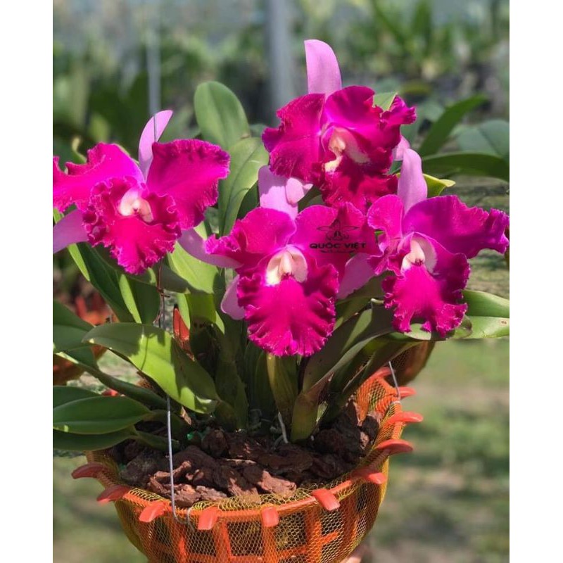 Hoa lan Cattleya Sangod Delight