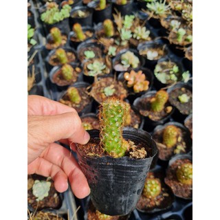 Xương rồng trụ thiên