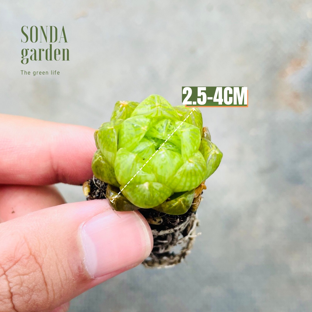 Sen đá ngọc lá bé SONDA GARDEN size mini 2.5-4cm, xuất xứ Đà Lạt, khoẻ đẹp, lỗi 1 đổi 1